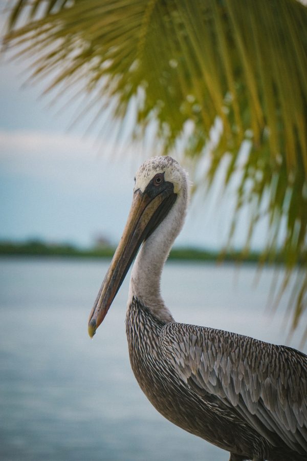 Pelikan in Belize