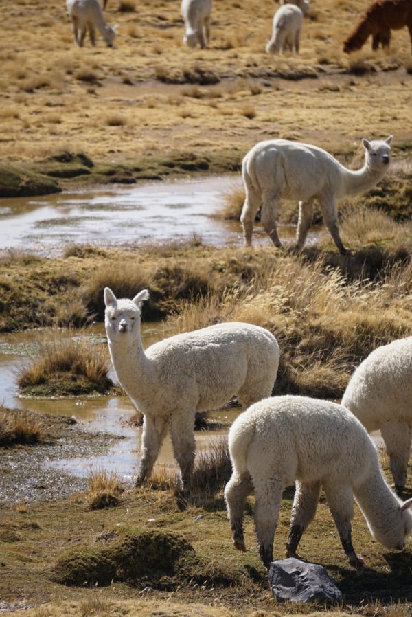 Alpakaherde in Peru