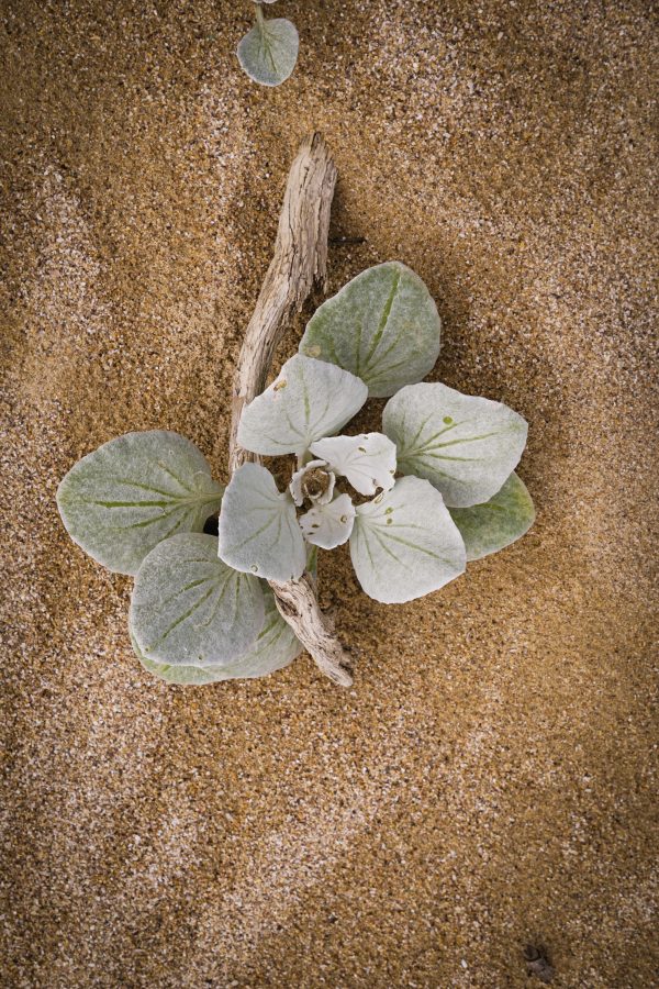 Strandpflanze