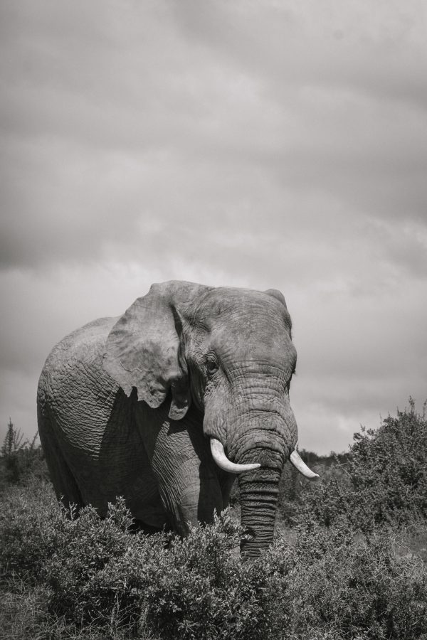 Elefant South Africa