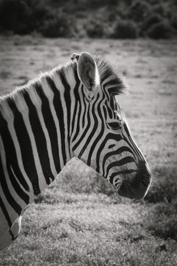 Zebra
